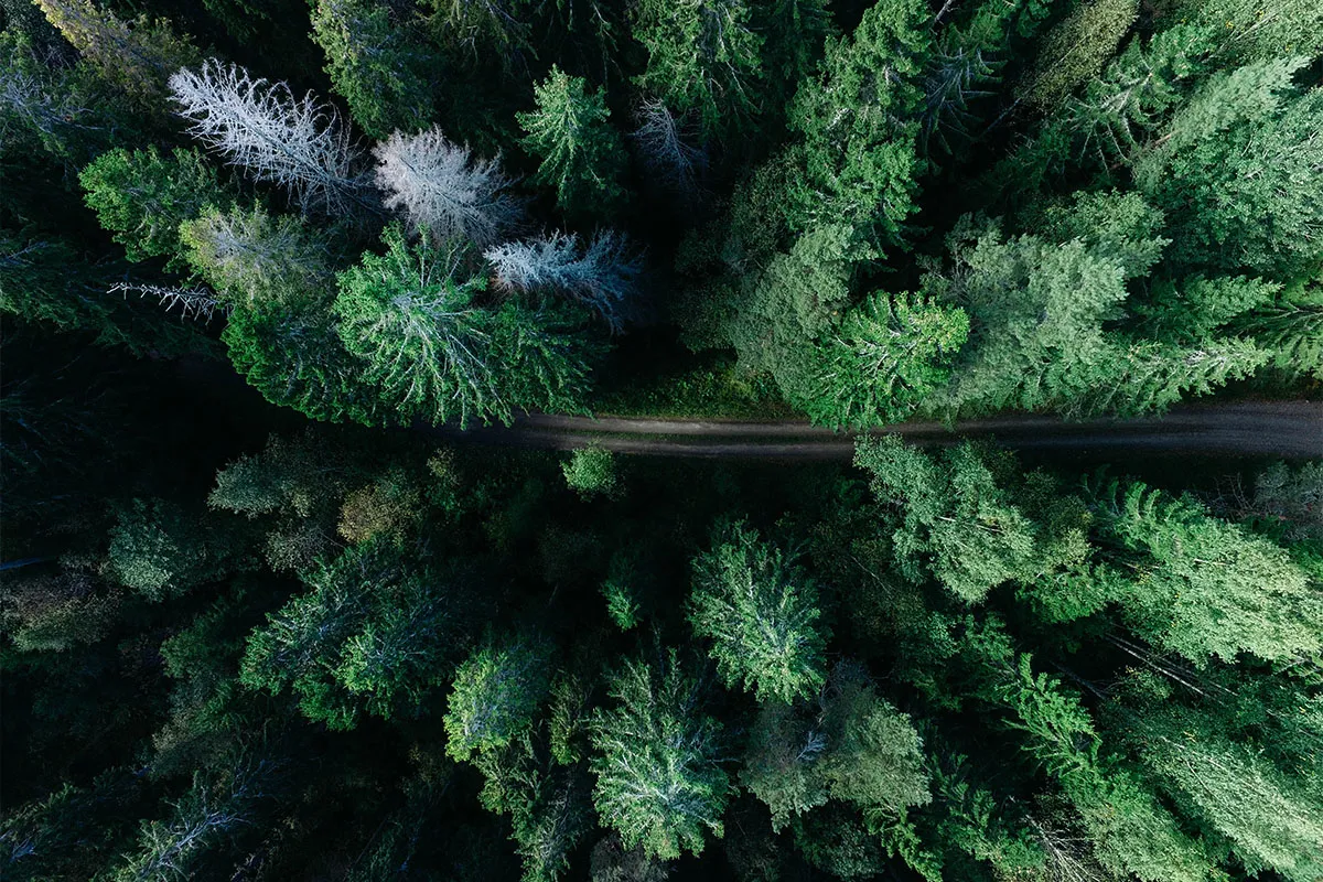 An aerial photograph of a road through a forest